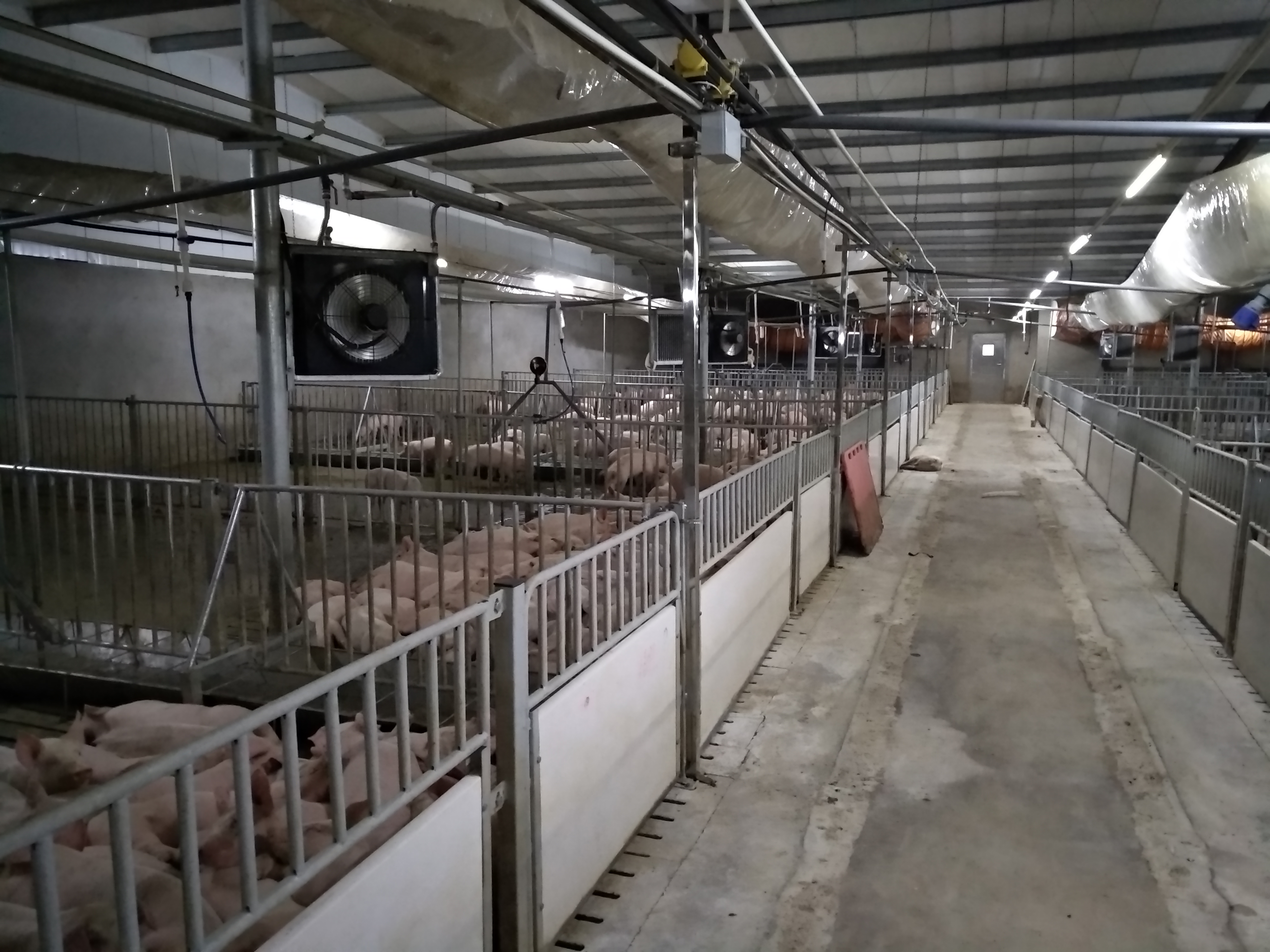 近些年,中国规模化猪场发展迅速,目前基础母猪500头,年出栏一万头以上